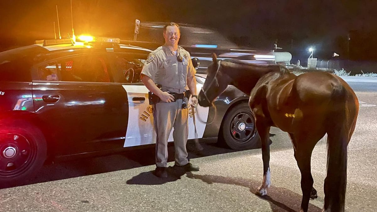 Muž si vyjel do ulic na koni, zatkli ho za řízení pod vlivem alkoholu